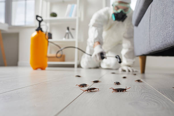 Commercial Rodent Management in Brooktrails